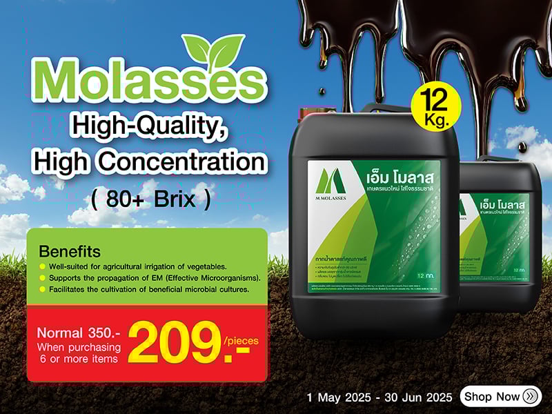 M MOLASSES